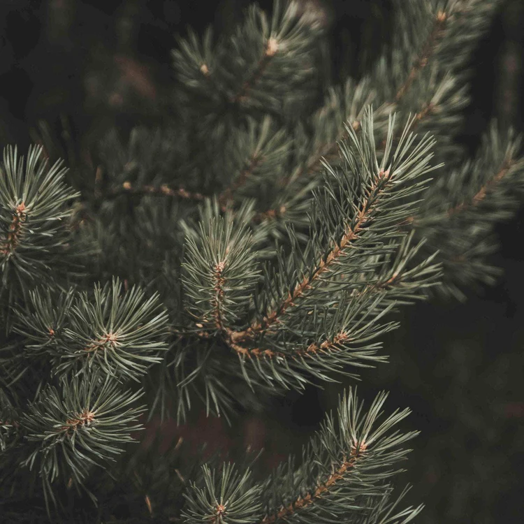 Duftkerze IMMERGRÜN von Looops Kerzen bei Rupp Moden